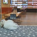 중앙동물병원 이미지