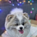 애견매니저 이미지