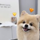 비마인 독 이미지