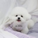 A. DOG(어독) 이미지