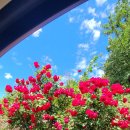 장미셀프세차 이미지