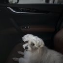 강아지미용실 | 포천 애견샵 애견미용실 강아지 미용실 “어화둥둥 내강아지” 1n년째 내돈내산 찐단골 후기
