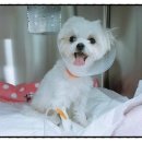 닥터팬더 동물병원 이미지