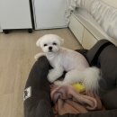 멍냥싸롱 이미지