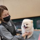 선사애견 이미지