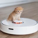 고양이 미용실 이미지