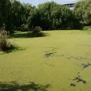 원조마포갈비 이미지