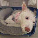 현대수산동물병원 | 강아지 동물병원 영양제 고민 끝, 제리스타일스 유산균 일주일 급여 후기