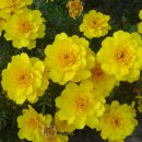 메리골드 이미지