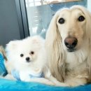 뽀송뽀송애견놀이방 이미지