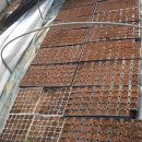 흰민들레농장 이미지