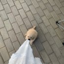 하룻강아지 이미지