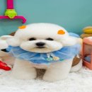 러브썸그루밍샵 이미지