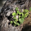 그루터기 이미지