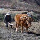 워낭소리 이미지