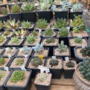 호산나화원 이미지