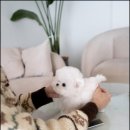 강아지는 내 운명 이미지