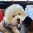 조은애견 | 더워서 그냥 들어간 대천 애견동반 식당｜조은횟집 물회 솔직후기