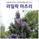 2023-0042 | 삿포로 5월 가족 여행 코스: 오도리공원 라일락 축제 마츠리