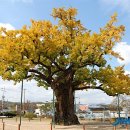 고목초등학교 이미지