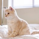 아이파크 동물병원 | 신반포점 반포래미안아이파크, 반려동물 배려 이사 후기