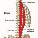 흉요추 부척주근 (Thoracolumbar Paraspinal Muscles) 이미지