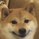 아벨로헤어 이미지