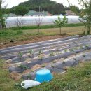 일죽농장 이미지