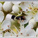 마가목민박 이미지