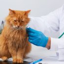 신장동물병원 이미지