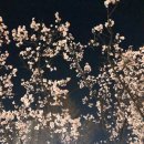 망포로83번길 | [일상] 분홍분홍한 날들~***
