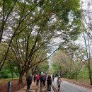 충북 괴산 도명산 산행(주차장~화양 삼교~도명산 정상 (왕복)