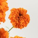 메리골드 이미지