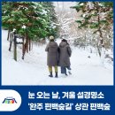 상관편백숲 공영주차장 | 눈 오는 날, 겨울 설경명소 '완주 편백숲길' 상관 편백나무숲