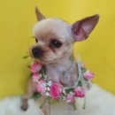 개꿀이발소 이미지