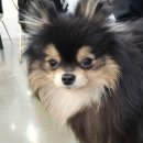 더왈츠앤조이피아 | 일상일기 - 강남역 애견카페 더왈츠앤조이피아 2탄