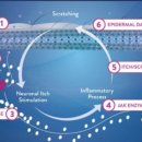 분당 피엘 동물피부클리닉 이미지
