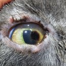 각막 부골편(feline corneal sequestration) 이미지