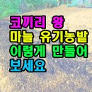 코끼리 왕 마늘 유기농밭 이렇게 만들어 보세요 이미지