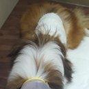 보현동물병원 이미지