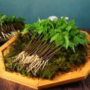 향기농장 이미지