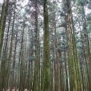 절물자연휴양림 이미지