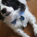 라티아라 이미지