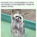 너구리