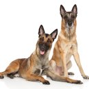 잭밥(JACKBAB) 이미지