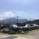 대일회수산 이미지