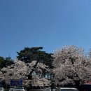 허균+허난설헌기념관 | 강릉 가볼만한 곳 벚꽃명소 실시간 만개 허균 허난설헌기념공원