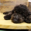 포포앤미루 강동점 이미지