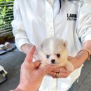 퍼피데일리 이미지
