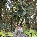 빌레리조트 | [제주 숙소] 애월, 빌레리조트 후기 🏝